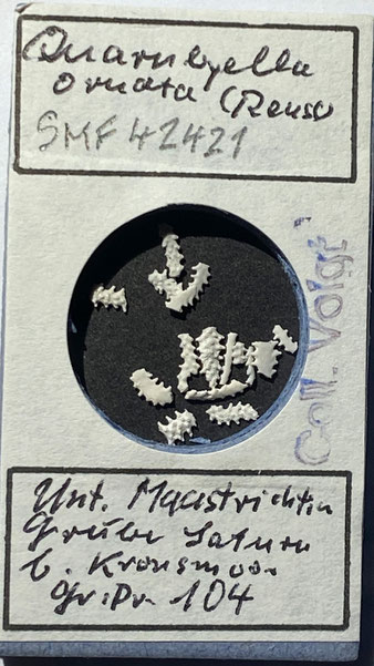 Senckenberg, Bryozoa, Bryozoen, Moostierchen, Sammlung Voigt