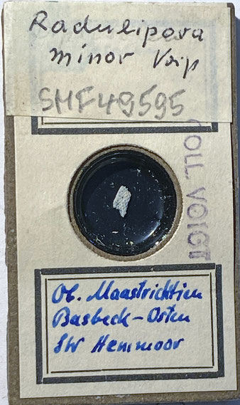 Senckenberg, Bryozoa, Bryozoen, Moostierchen, Sammlung Voigt
