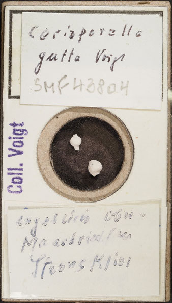 Senckenberg, Bryozoa, Bryozoen, Moostierchen, Sammlung Voigt