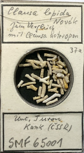 Senckenberg, Bryozoa, Bryozoen, Moostierchen, Sammlung Voigt