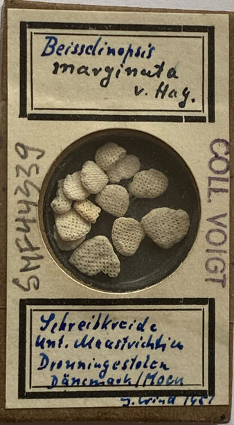 Senckenberg, Bryozoa, Bryozoen, Moostierchen, Sammlung Voigt