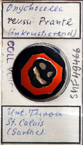 Senckenberg, Bryozoa, Bryozoen, Moostierchen, Sammlung Voigt