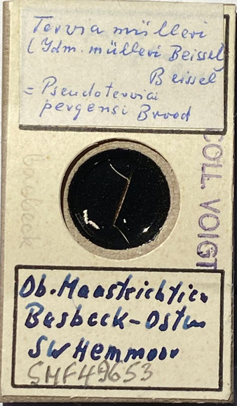 Senckenberg, Bryozoa, Bryozoen, Moostierchen, Sammlung Voigt