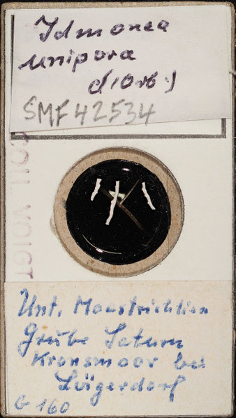 Senckenberg, Bryozoa, Bryozoen, Moostierchen, Sammlung Voigt