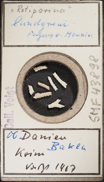 Senckenberg, Bryozoa, Bryozoen, Moostierchen, Sammlung Voigt