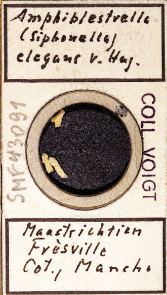 Senckenberg, Bryozoa, Bryozoen, Moostierchen, Sammlung Voigt