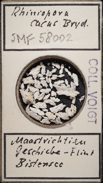 Senckenberg, Bryozoa, Bryozoen, Moostierchen, Sammlung Voigt