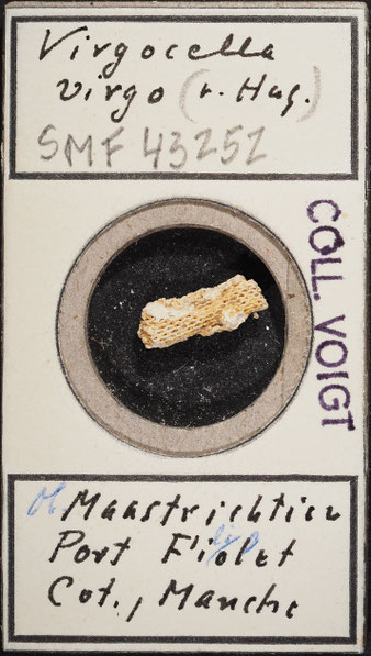 Senckenberg, Bryozoa, Bryozoen, Moostierchen, Sammlung Voigt