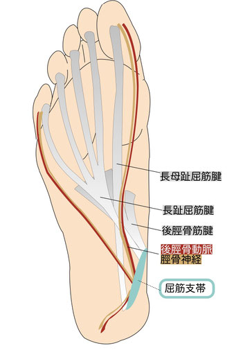 足底解剖