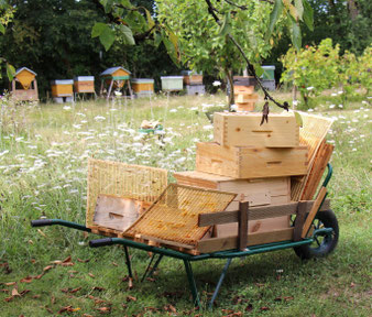Apiculture BIO récolte du miel