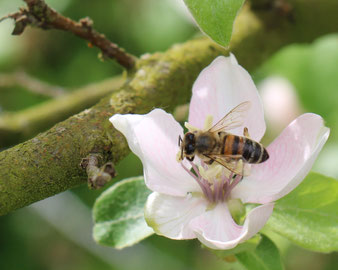 Propolis 