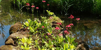 箱根湿生花園