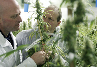 recherche scientifique sur le cannabis médical