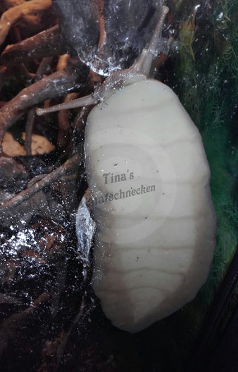  https://www.tinas-achatschnecken.de/