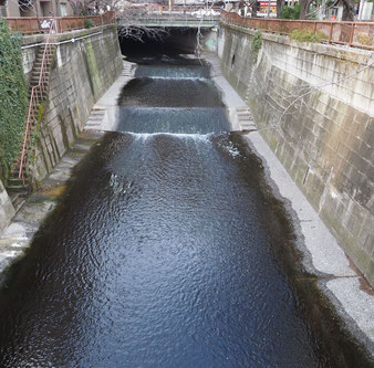 目黒川（大橋付近）