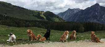 Lilibet, Mio, Happy, Fellow, Josy, Mali und Fena (v. l. n. r. ) auf der Postalm