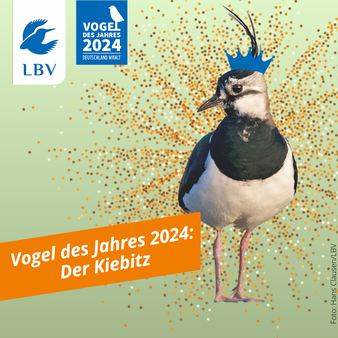 Schwarzweiser Vogel, Kiebitz ist Vogel des Jahres 2024
