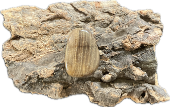 Versteinertes Holz Trommelstein