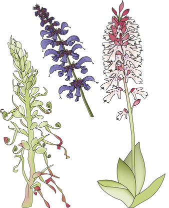 Ilustration Bocks-Riemenzunge Wiesensalbei Purpur-Knabenkraut