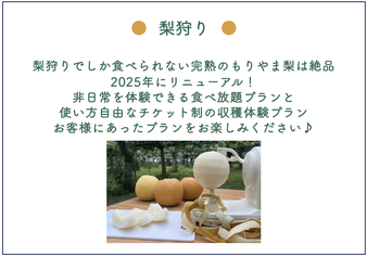 梨狩り　梨狩りでしか食べられない完熟のもりやま梨は絶品　2025年にリニューアルしました！　非日常を体験できる食べ放題プランと使い方自由なチケット制の収穫体験プラン　お客様にあったプランをお楽しみください。