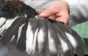 Schlechte Schwingenfarbe, starkes Schilf in den Handschwingen