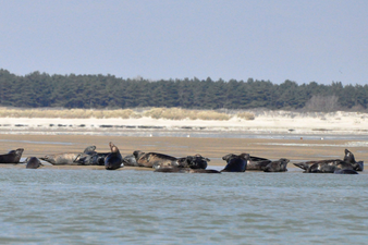 Observation des phoques en Baie de Somme