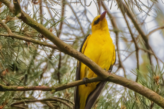 Pirol: Joachim Pemsel