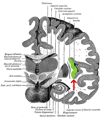 島皮質 Insular cortex, insula (human)References