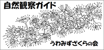 shizenkansatsu-uwamizuzakura ページ！