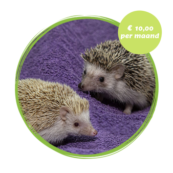 Twee witbuikegels, millie en catootje