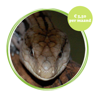 Bubba de blauwtongskink die op afstand geadopteerd kan worden als buddydier voor de prijs van €3,50 per maand