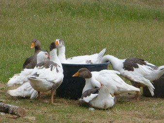 Die jungen Gänse genießen das kühle Nass. Fast immer badet eine Gans im Bottich.