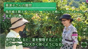 茎を整理すると大きな花が咲く