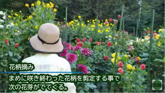 植え付け前に堆肥を土に混ぜ込む