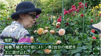 植え付け前に堆肥を土に混ぜ込む