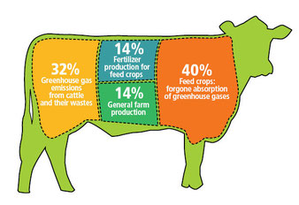 How beef production leads to greenhouse gases