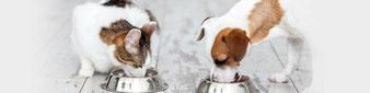 blog pour chien et chat