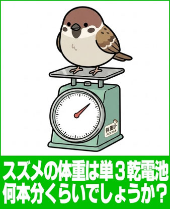 スズメの体重は単3乾電池何個分?