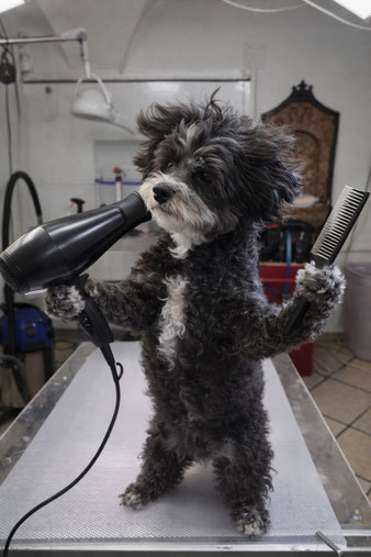 Föhnen und entfilzen beim Hundefriseur 