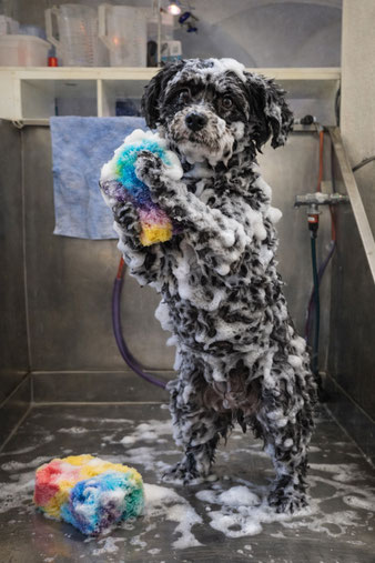 Waschen beim Hundefriseur