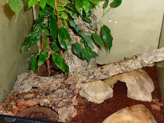 Goniurosaurus orientalis
