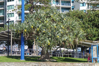 A pandanus tree on the Mooloolaba Esplanade