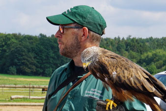 Foto: Annelie Röhm Falkner Michael Schanze mit Rotmilanweibchen Lucia