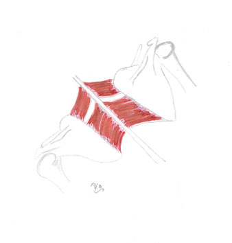 M. rhomboidei (bestehend aus: Rhomboideus minor + Rhomboideus major)