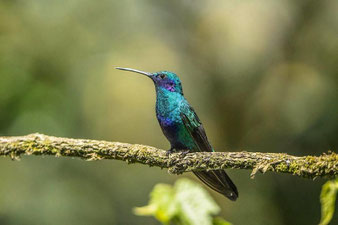 la-legende-du-colibri-dictee-ce2-oiseau