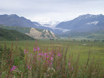 Blumenwiese in Alaska 