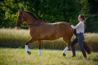 Arbeit Am Langen Zugel Zahrtespferdetrainings Webseite