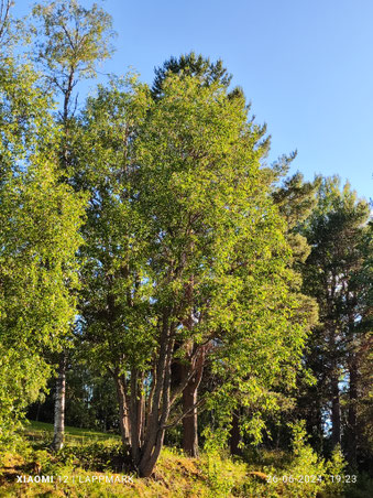 Hier staan ook diverse soorten loofbomen