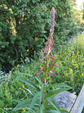 Roze bloemen langs de weg