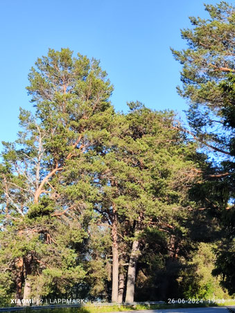 Grote naaldbomen naast grote loofbomen, iets wat je niet zo vaak ziet in het noorden